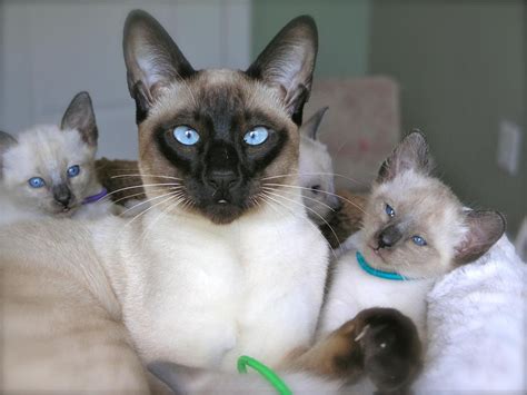 Siamese kittens near me - SIAMESE. The Siamese cat breed is highly regarded for its distinctive appearance and vibrant personality. Originating from Thailand (formerly Siam), these elegant and muscular cats display a short, sleek coat with color points on the ears, face, paws, and tail. Renowned for their striking blue almond-shaped eyes, Siamese cats are known to be ...